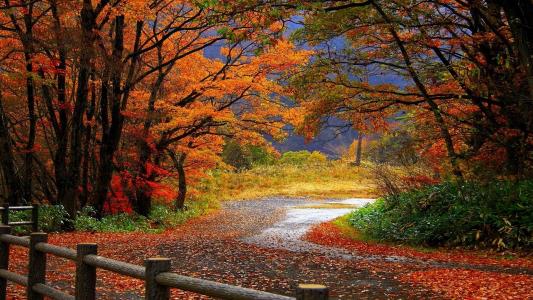 森林，秋天，叶子，篱笆，路，篱笆，树木