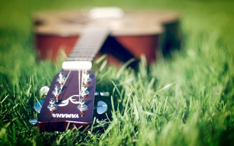 音乐，草，吉他