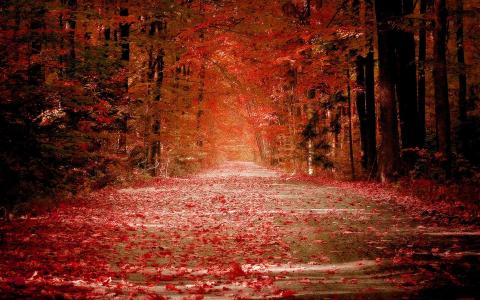 美丽，胡同，带红色的秋天，公园