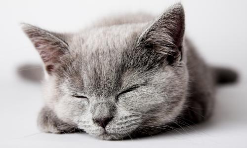 小猫，灰色，小猫，睡觉，猫，猫，猫