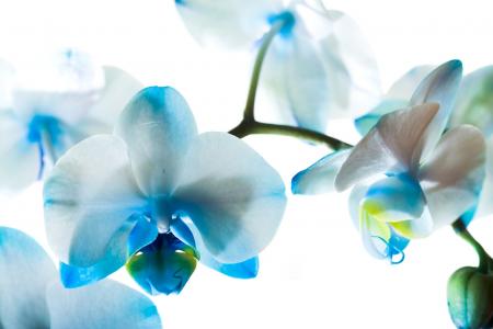 花，蓝色的兰花，白色背景