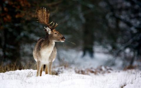 角，性质，鹿，冬天