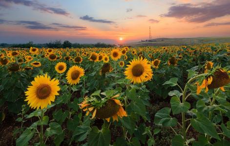 日落，向日葵，向日葵，领域，Sorochinsk，德米特里Selivanov