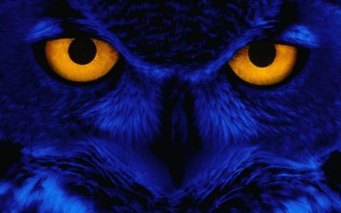 图形，蓝色，眼睛，夜猫子