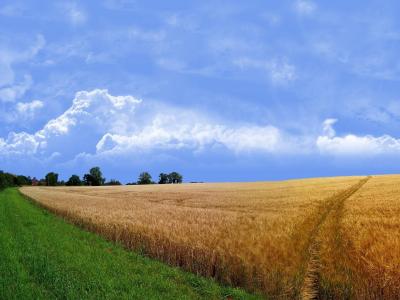 小麦，夏天，云，草