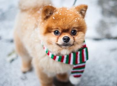 动物，狗，狗，围巾，博美犬，冬天