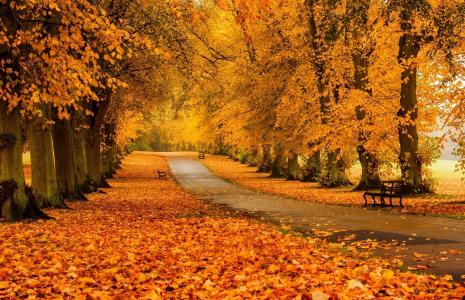 秋天，胡同，美丽，公园，树木，休息