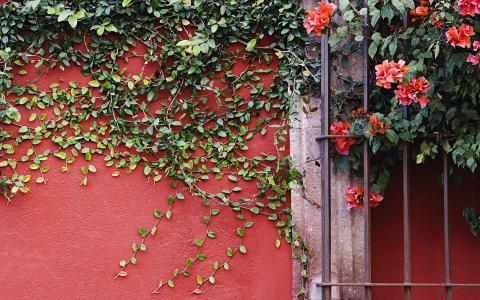 藤本植物，花卉，墙壁，植物