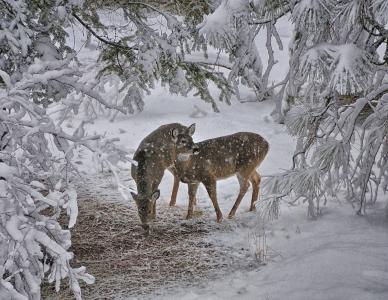 冬天，雪，森林，鹿，景观