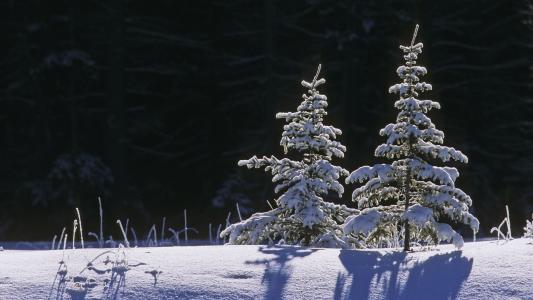树，雪，阴影。