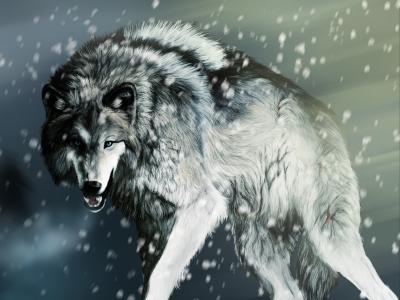 动物，狩猎，北，雪，狼，绘图，暴雪，暴雪，冷，愤怒，嘴，愤怒