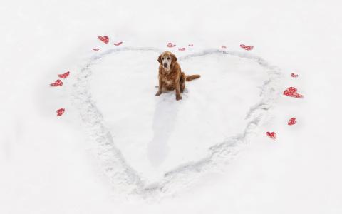 心脏，狗，冬天