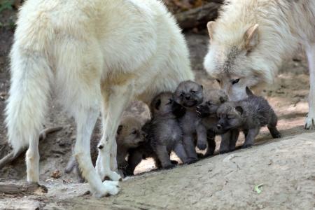 孩子，狼崽，狼，家庭，狼，后代