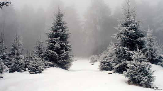 森林，冬天，雪，枞树，早晨，天空，雾
