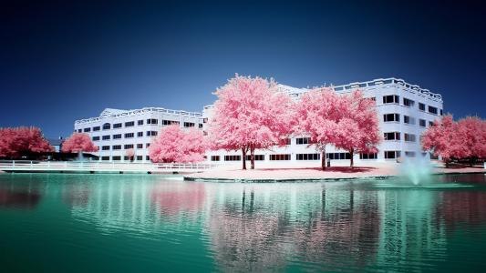 粉红色，树木，水，来源，建筑，天空
