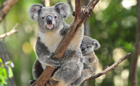 动物，考拉，树，澳大利亚