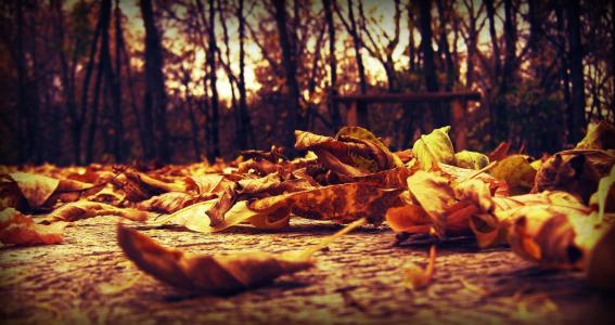 宏观，秋天，叶子