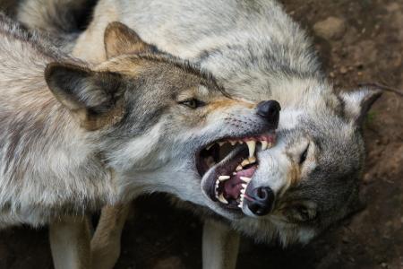 狼，嘴，f牙，掠食者