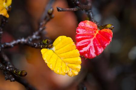 性质，秋季，分支，叶子
