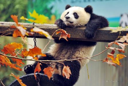 熊，动物，熊猫，叶子，中国，野兽，分支机构，秋，束