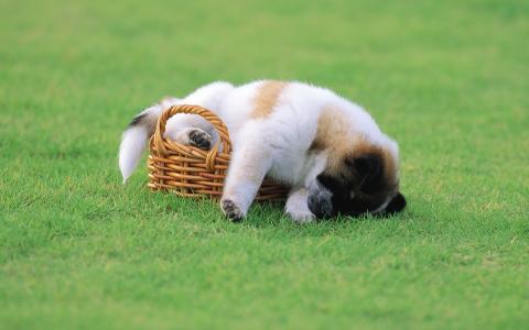 一个甜美的梦，一个毛茸茸的动物，一只小狗睡在篮子里