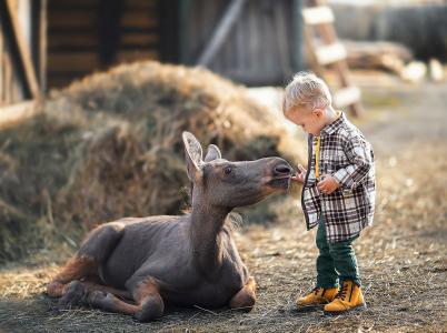 伊琳娜Nedyalkova，孩子，男孩，动物，驹，幼仔，干草堆，干草