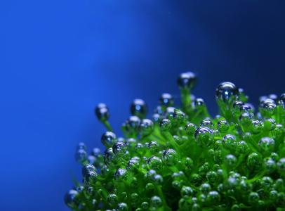 绿色，滴眼液，气泡，植物，蓝色背景