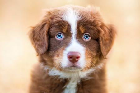看，小狗，蓝色的眼睛