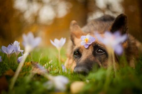 德国牧羊犬，大自然，鲜花，番红花，狗，朋友