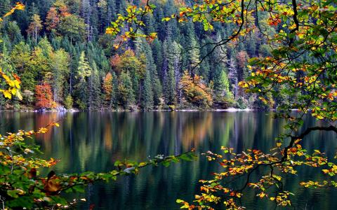 秋天，叶子，湖，反射，树，森林，水