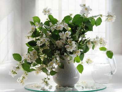玛丽娜·奥尔洛娃，花瓶，树枝，鲜花，茉莉花，水罐，水，窗口