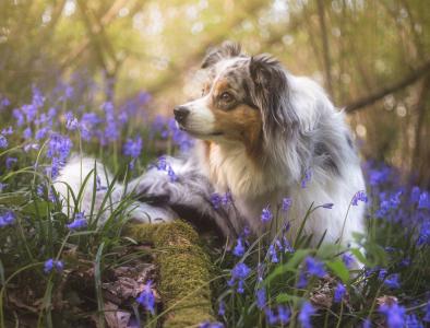 狗，花，性质，春天