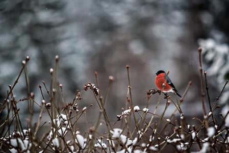 红腹灰雀，鸟，分支机构，雪，冬天
