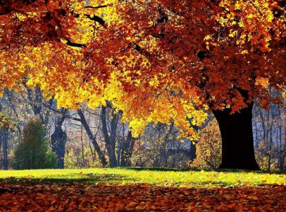 自然，秋天，树，草，黄色的树叶