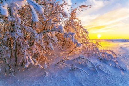 降雪后，树木，树枝，太阳，Sagaidak Pavel