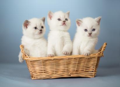 动物，小猫，幼仔，篮子，三位一体