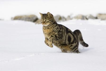 冬天，猫，捕食者，狩猎，自然，冬天，雪，美丽