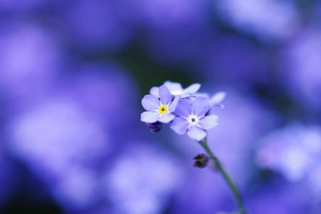 柔情，宏观，花瓣，勿忘我，花，蓝色