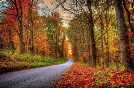 性质，道路，森林，秋季，美丽