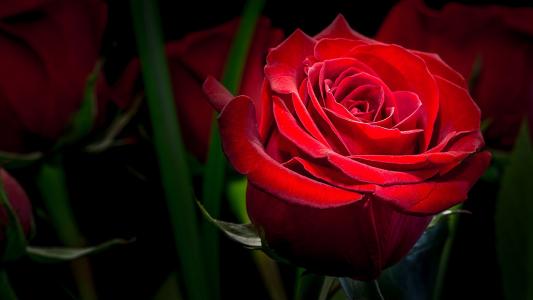 玫瑰，红色，黑暗的背景，宏