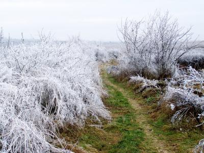 树，白霜，路径，冬天
