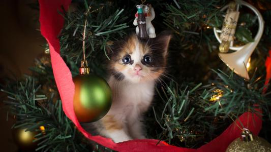 动物，圣诞树，新的一年，玩具，装饰品，小猫