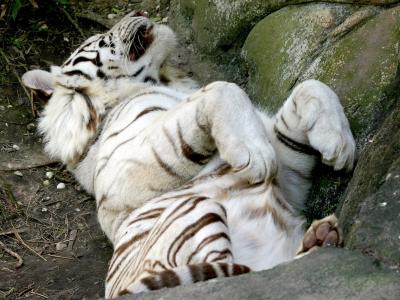 老虎，白化病，疲劳