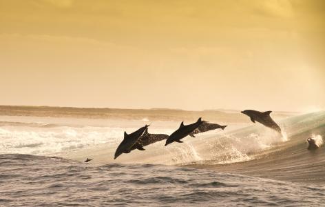 海豚，狩猎，波浪