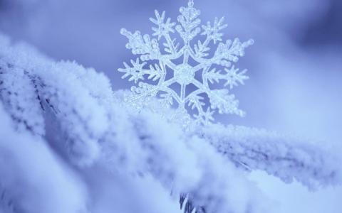 雪花，白霜，宏观照片的主题