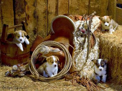 小狗，谷仓，干草，对象，偏差的艺术