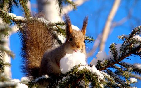 松鼠，雪，树