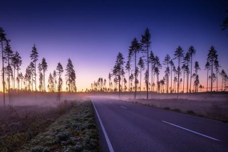 路，棕榈树，薄雾，早晨