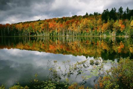 水，树，秋天，反射，森林