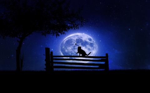 晚上，树，月亮，猫，长凳